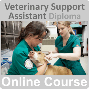veterinary support