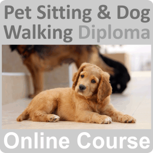 pet sitting and dog walking
